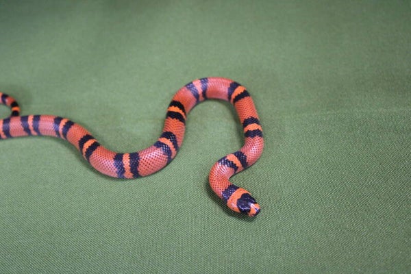 Lampropeltis hondurensis