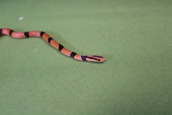 Oreocryptophis porphyraceus pulchra