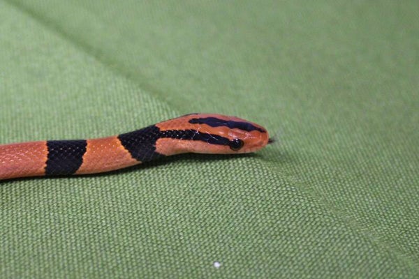 Oreocryptophis porphyraceus pulchra (reservering)