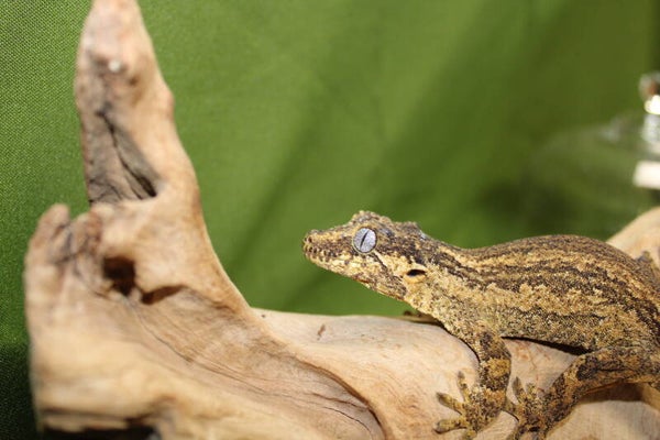 Rhacodactylus auriculatus 0.1 Adult