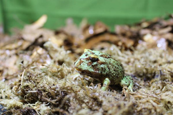 Ceratophrys cranwelli green