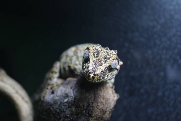 Rhacodactylus auriculatus 0.1 Adult