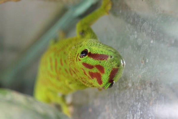 Phelsuma grandis 0.2