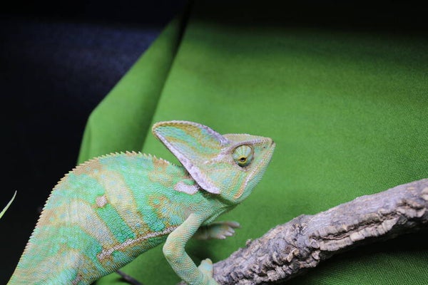 Chamaeleo calyptratus