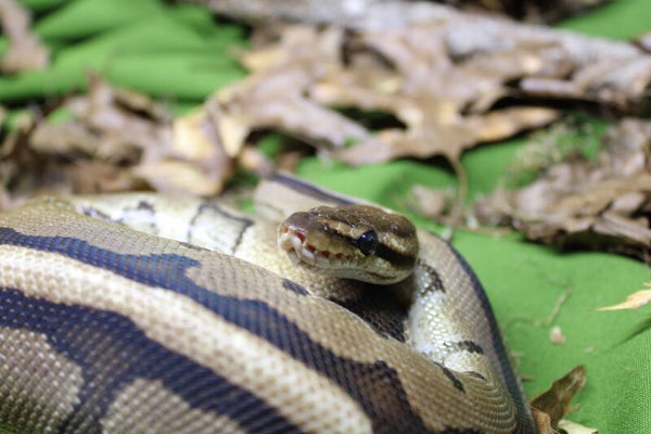 Python regius