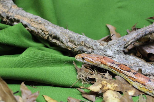 Pantherophis guttatus normal 0.1