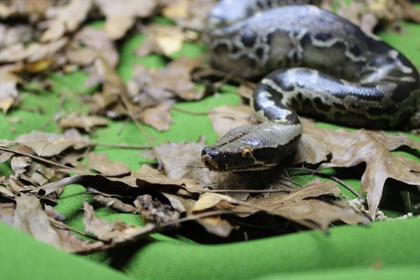 Python curtus 1.0 CB'25