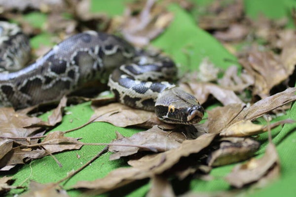 Python curtus 1.1 CB'25