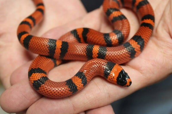 Lampropeltis hondurensis (reservering)