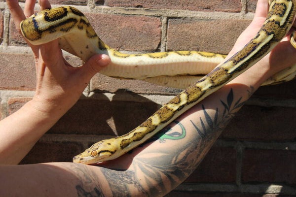 malayopython reticulatus Aztec sunfire tiger