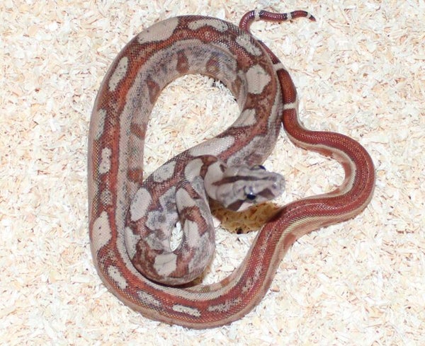 Boa imperator Jungle  no. 1 female