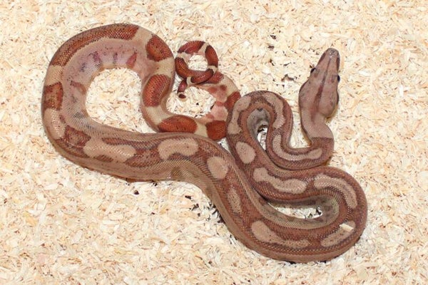 Boa imperator Jungle no. 2 male