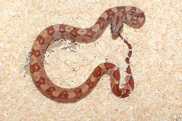 Boa imperator Jungle no. 3 female