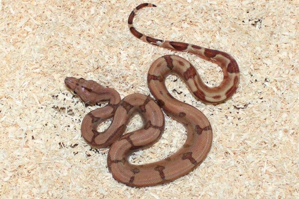 Boa imperator Jungle no. 4 male