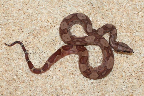 Boa imperator Jungle no. 5 male