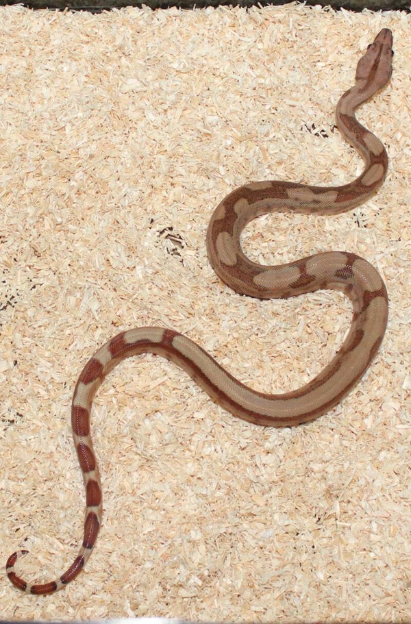 Boa imperator Jungle no. 6 female