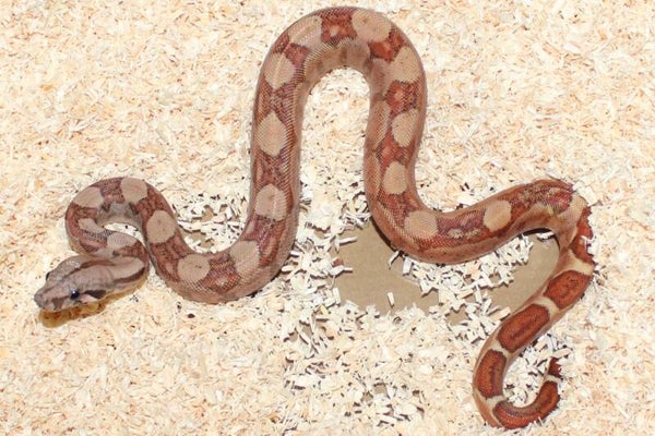 Boa imperator Jungle no. 7 female