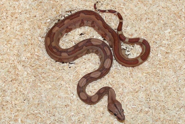 Boa imperator Jungle no. 8 male