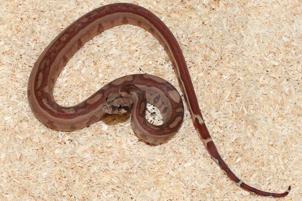 Boa imperator Jungle no. 9 male