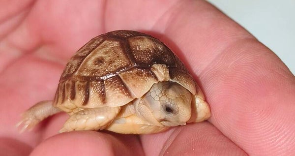 Testudo kleinmanni (reservering)