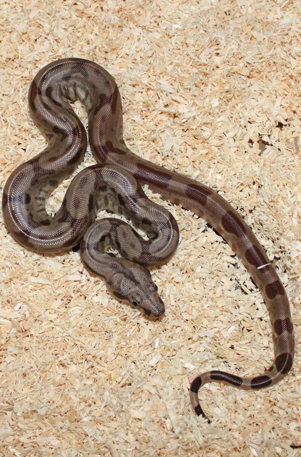 Boa imperator hypo het. leopard NO 6 female