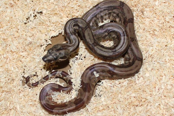 Boa imperator normal het. leopard NO 3 male