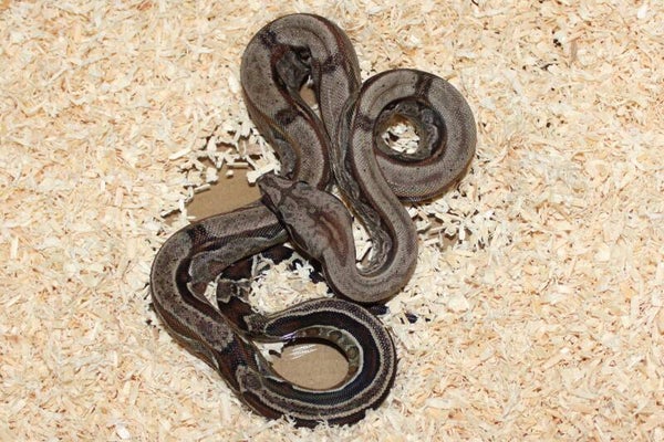 Boa imperator normal het. leopard NO 4 female