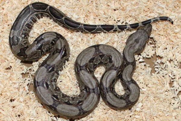 Boa imperator normal het. leopard NO 5 female