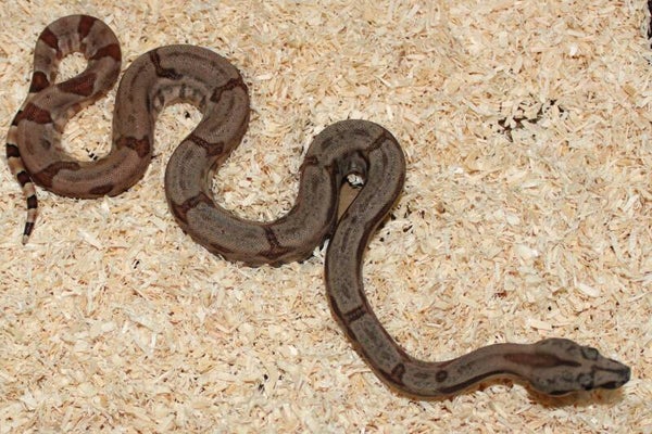 Boa imperator hypo het. leopard NO 8 male