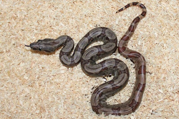 Boa imperator normal het. leopard NO 1 female