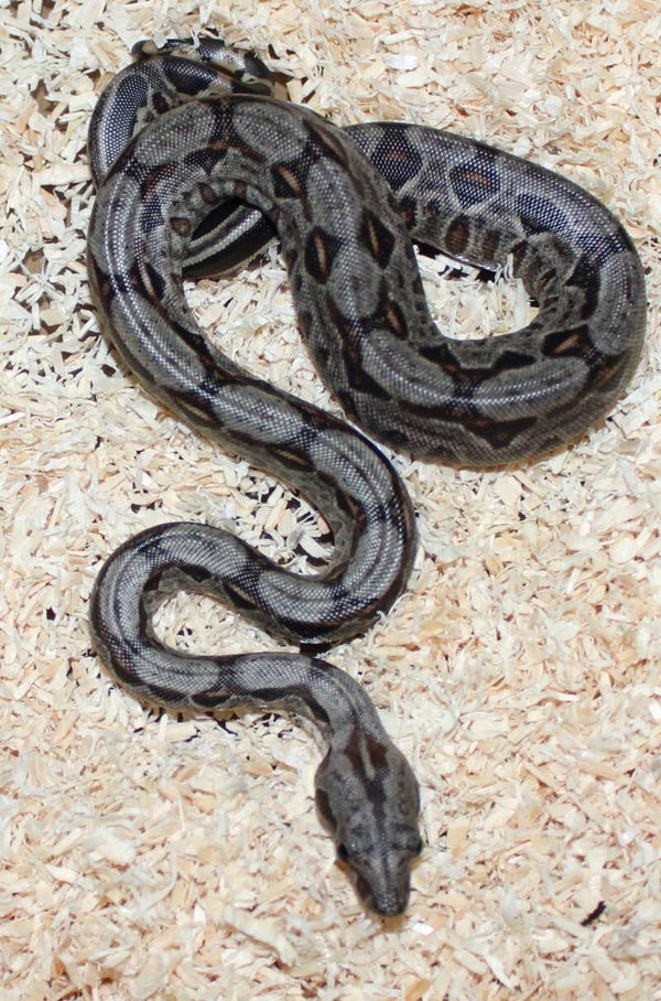 Boa imperator normal het. leopard NO 2 female