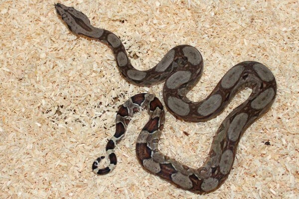 Boa imperator normal het. leopard NO 9 female