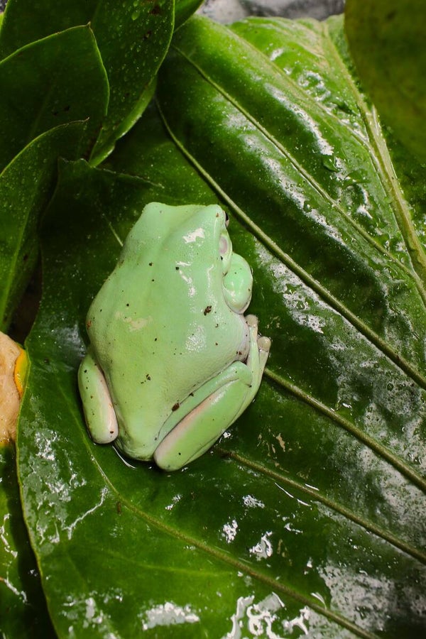 Litoria Caerulea 0.0.1 (reservering)