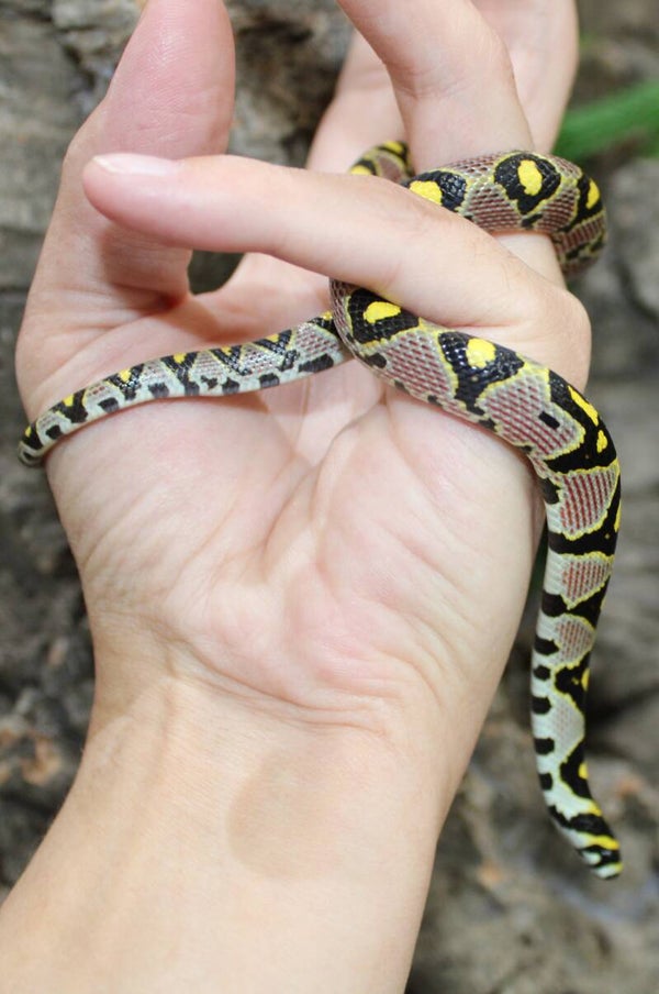 Euprepiophis mandarinus 0.1 CB'25 (reservering)