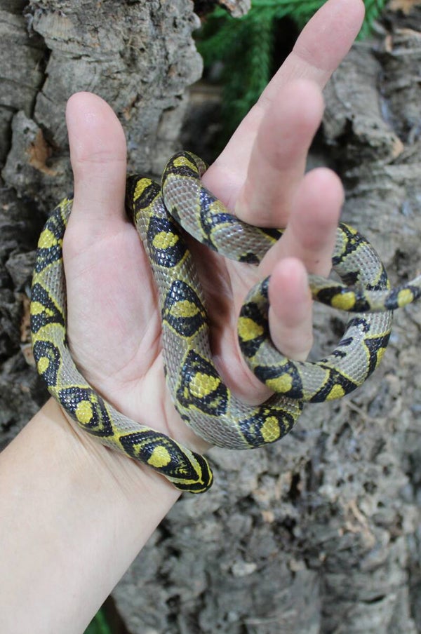 Euprepiophis mandarinus CB'23 1.0 (reservering)