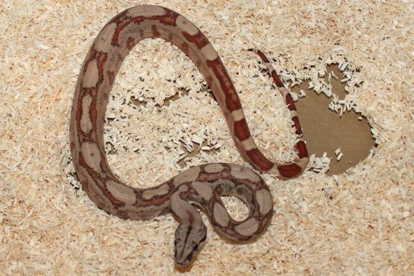Boa imperator normal het. Jungle no. 14 male