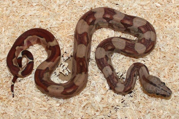 Boa imperator normal het. Jungle no. 11 male