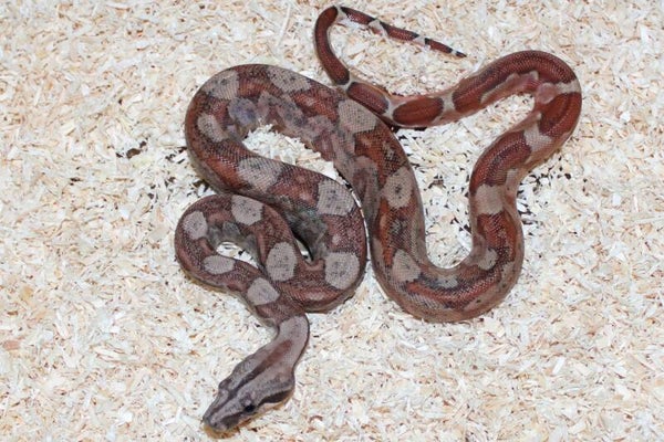 Boa imperator normal het. Jungle no. 12 male