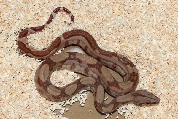 Boa imperator normal het. Jungle no. 13 female