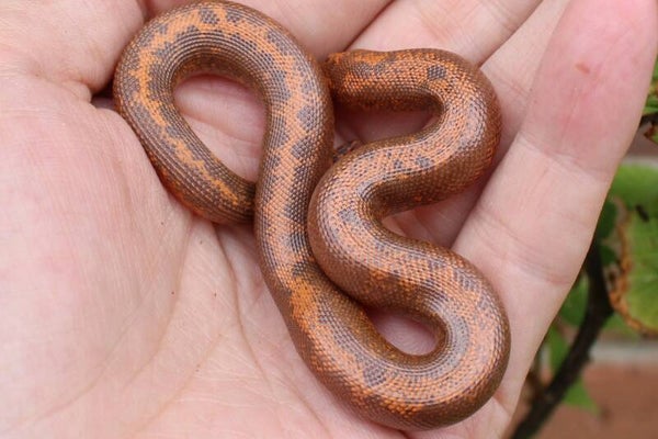 Gongylophus colubrinus normal stripe het. snow cb 2025 (reservering)