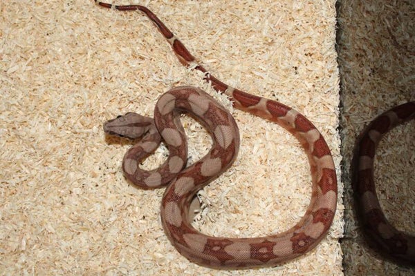 Boa imperator normal het. Jungle no. 10 male
