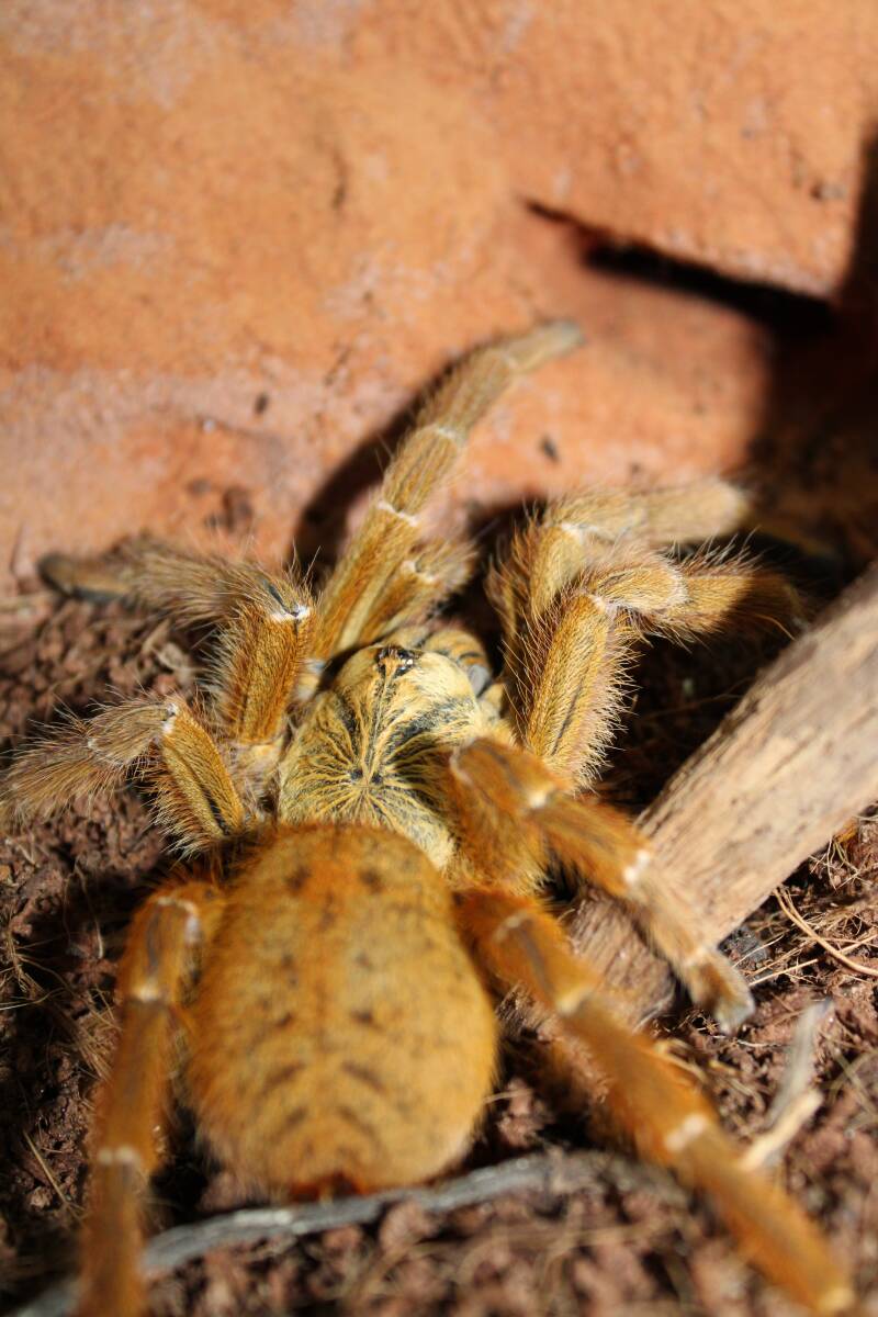 Pterinochilus murinus 