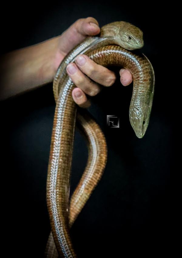Ophisaurus apodus CB'17
