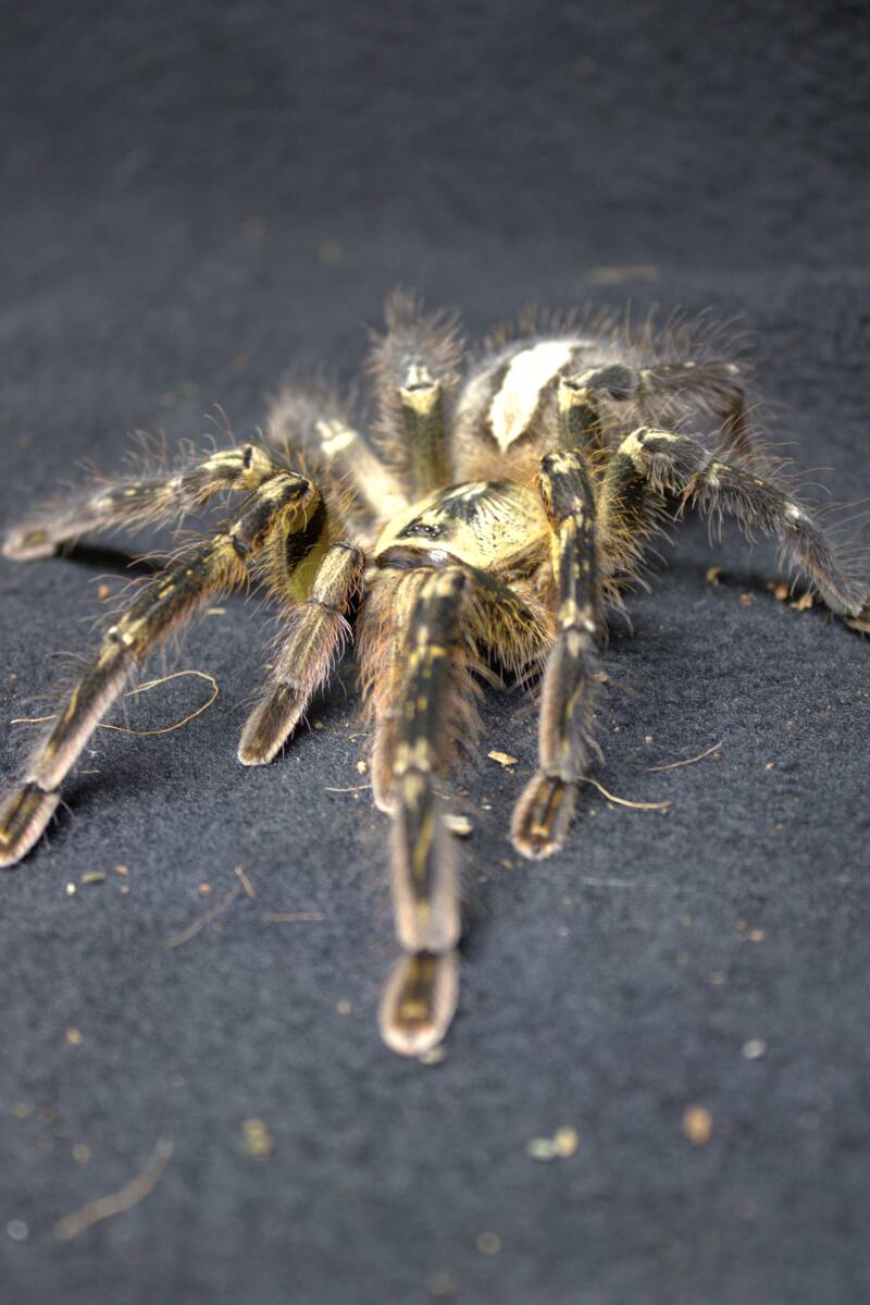 Poecilotheria ornata