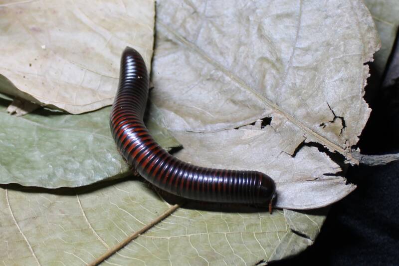 pelmatojulus excisus