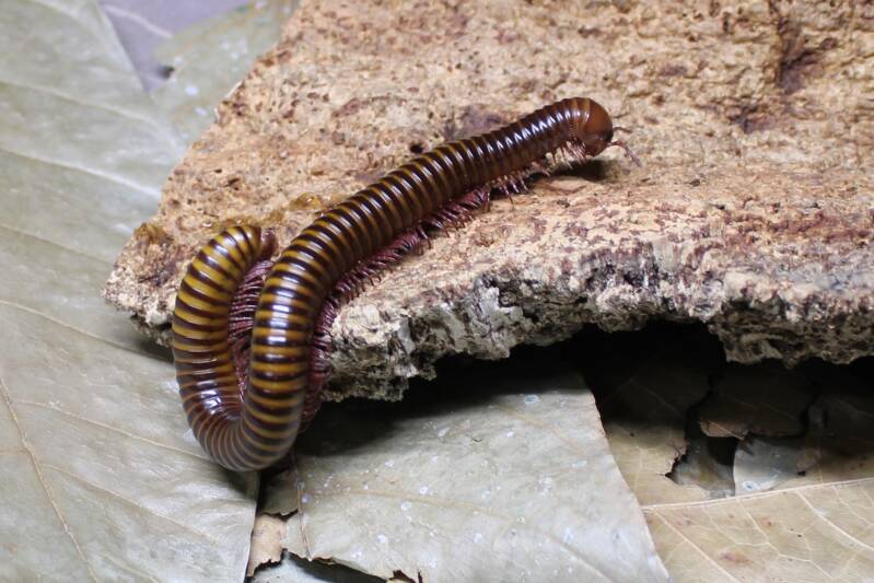 pelmatojulus ligatus