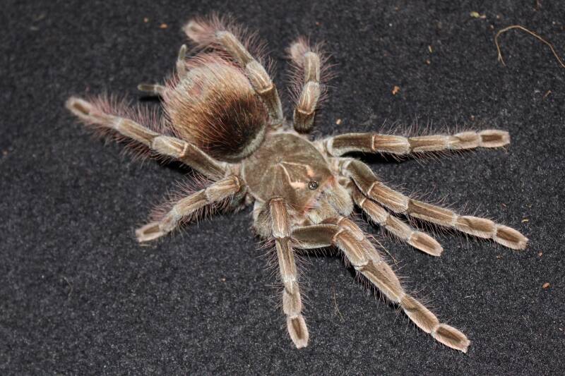 Pamphobeteus sp &#039;Machala&#039;