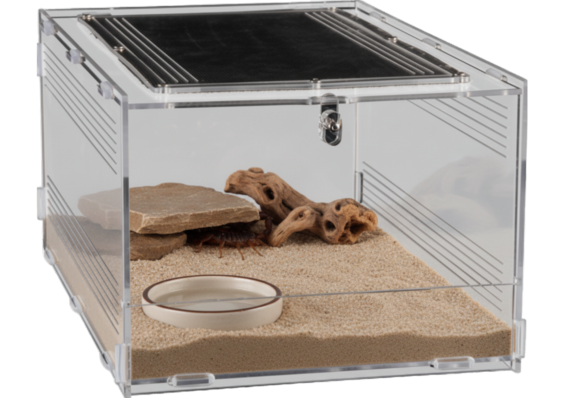 Repto Terra Clear