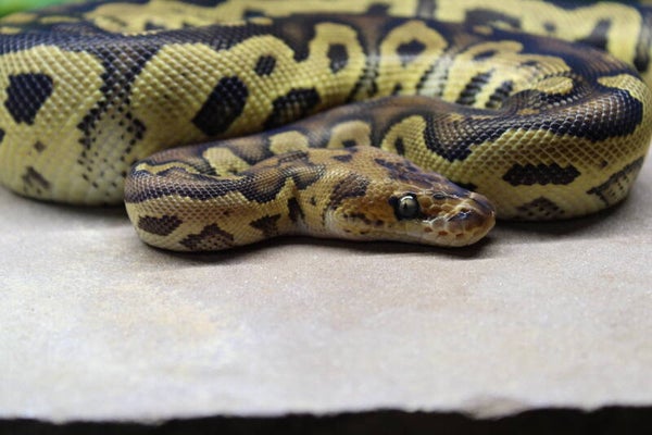 Python regius chocolate clown female