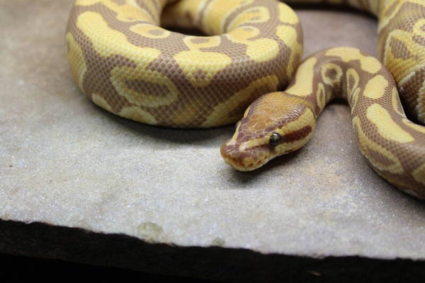 Python regius enchi ultramel H. clown male